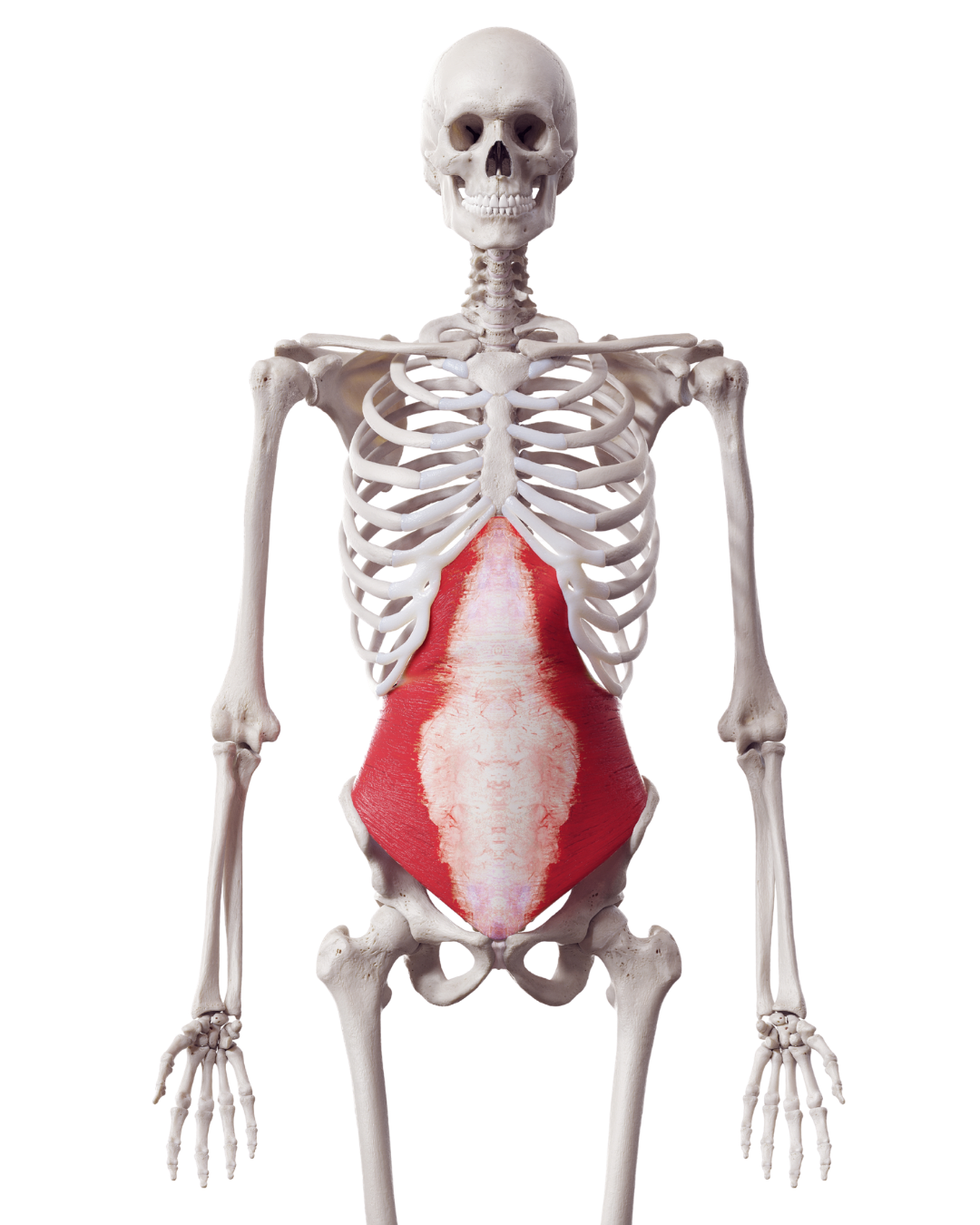 The VIP BODi M at Hart Chiropractic in Geneva Illinois targets the transversus abdominis